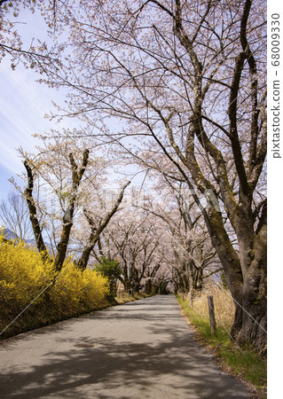 [Yamanashi Prefecture] A row of cherry trees in full bloom of Mahara 68009330