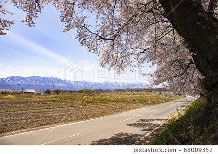 [Yamanashi Prefecture] A row of cherry trees and the Southern Alps 68009352