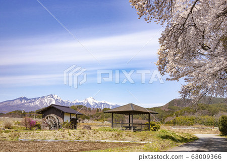 [山梨縣北斗市]盛開的櫻花和積雪的八岳 68009366