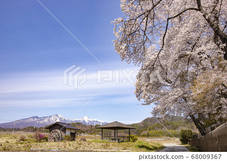 [山梨縣北斗市]盛開的櫻花和積雪的八岳 68009367