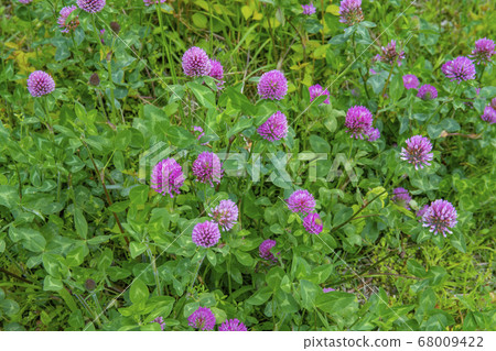 Murasakitetsukusa 68009422
