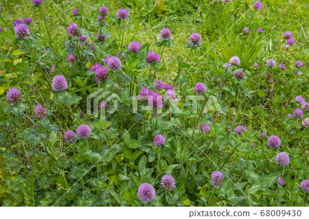 Murasakitetsukusa Murasakitetsukusa 68009430