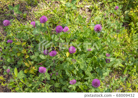 Murasakitetsukusa Murasakitetsukusa 68009432