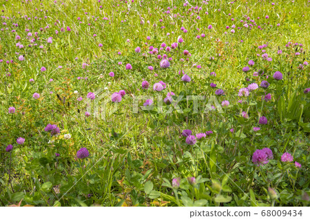 Murasakitetsukusa Murasakitetsukusa 68009434