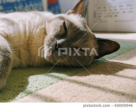 Tonkinese，移動時睡覺的貓 68009946