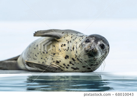 山形縣鶴岡市高馬夫海豹水族館的風景 68010043