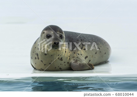 Scenery of the aquarium Gomafu Seal Tsuruoka City, Yamagata Prefecture 68010044