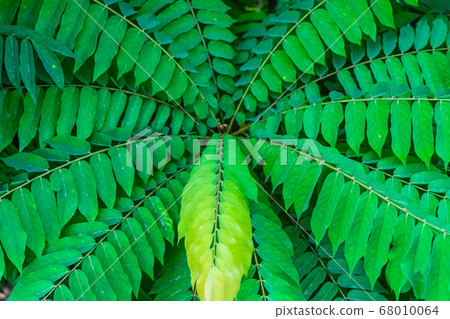 Averrhoa bilimbi tree 68010064