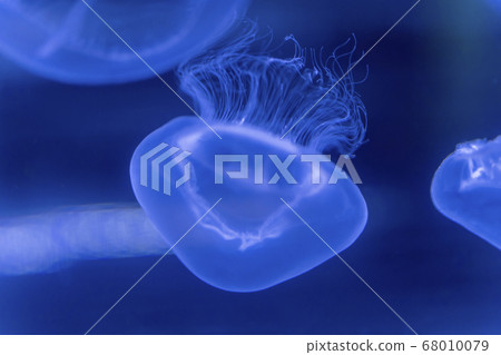 Aquarium scenery Jellyfish tank Tsuruoka City Yamagata Prefecture 68010079