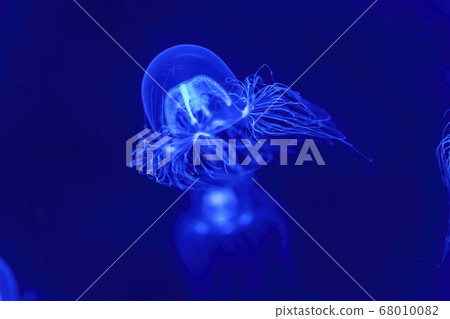 Aquarium scenery Jellyfish tank Tsuruoka City Yamagata Prefecture 68010082