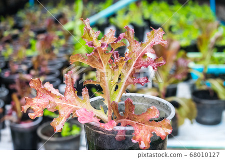 salad vegetable 68010127