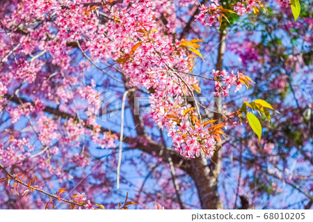 pink flowers cherry blossom pink flowers cherry blossom 68010205