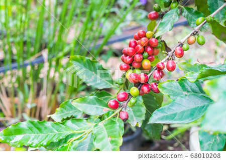 Coffee beans ripening on tree 68010208