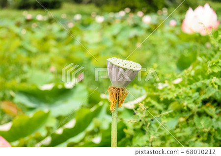 Beautiful lotus flower 68010212