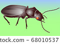 Vector illustration of the beetle 68010537