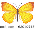 Vector image of a butterfly 68010538