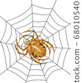 Spider in centre of the web 68010540