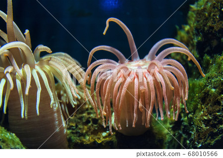 Scenery of the aquarium Sea anemone Tsuruoka City, Yamagata Prefecture 68010566