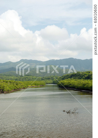 Mangrove colonies of Maera River in Iriomote Island, Okinawa Prefecture Mangrove colonies of Maera River in Iriomote Island, Okinawa Prefecture 68010600