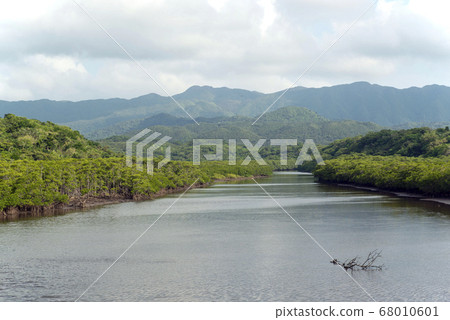 Mangrove colonies of Maera River in Iriomote Island, Okinawa Prefecture Mangrove colonies of Maera River in Iriomote Island, Okinawa Prefecture 68010601
