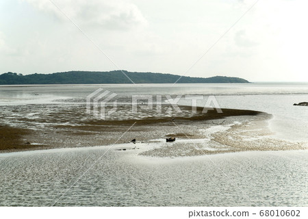 沖繩縣西表島馬埃拉河的紅樹林殖民地 沖繩縣西表島馬埃拉河的紅樹林殖民地 68010602