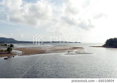 沖繩縣西表島馬埃拉河的紅樹林殖民地 沖繩縣西表島馬埃拉河的紅樹林殖民地 68010604