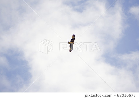 Trout Trout 68010675