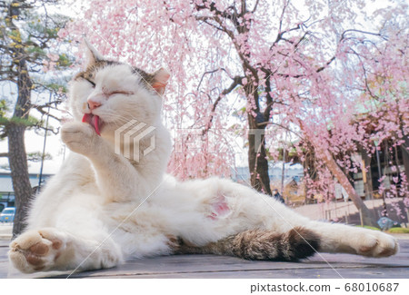 Cat and weeping cherry 68010687