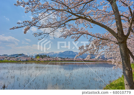 Takada Park Joetsu Sakura 68010779