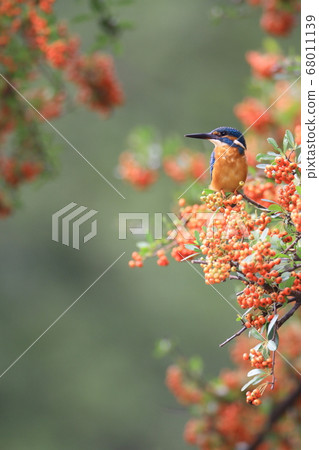 Kingfisher perching on Pyracanthus Kingfisher perching on Pyracanthus 68011139