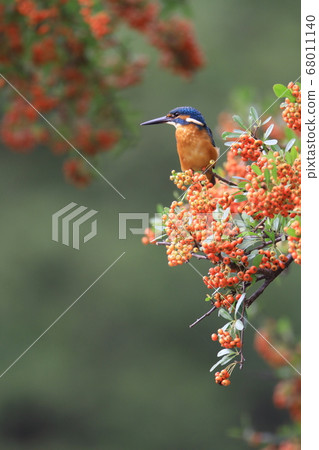 Kingfisher perching on Pyracanthus Kingfisher perching on Pyracanthus 68011140