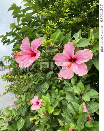 Hibiscus Hibiscus 68011207