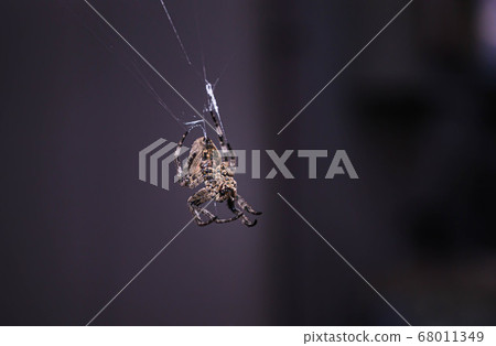 夜蜘蛛 夜蜘蛛 68011349