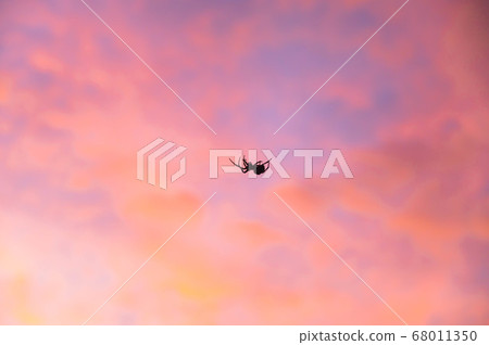A spider walking in the sunset sky A spider walking in the sunset sky 68011350