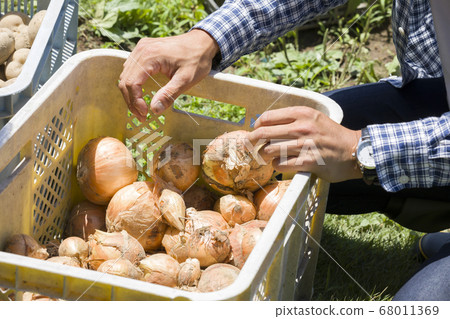 男人的手收穫洋蔥 68011369