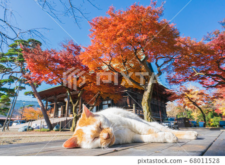 Cat sleeping with autumn leaves 68011528