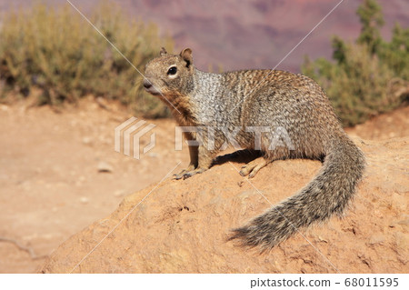 一隻松鼠表現出完美的姿勢，這個角度很漂亮 68011595