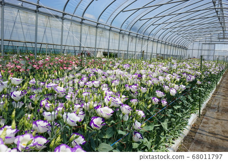 Refreshing beauty eustoma Refreshing beauty eustoma 68011797