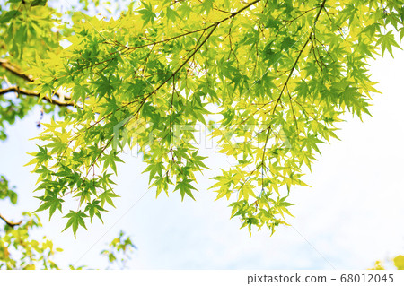 Fresh green of maple Fresh green of maple 68012045