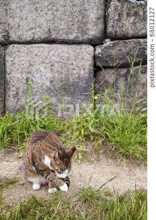 Cat, road cat 68012127