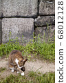 貓，路貓 68012128