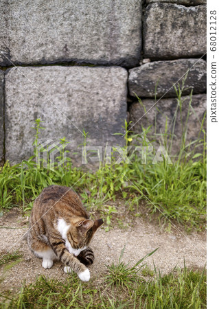 貓，路貓 68012128