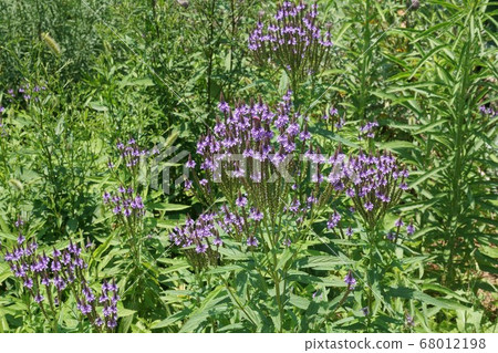 "Verbena hustata" flowers that fan out "Verbena hustata" flowers that fan out 68012198