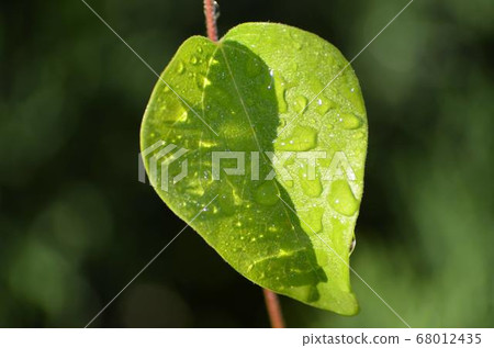 After a rainy morning, fresh green leaves and water drops shining on the stem, beautiful rain dew, night dew and sunlight 68012435
