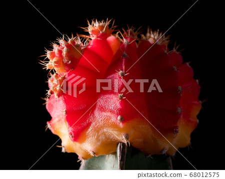 紅仙人掌的側視圖 紅仙人掌的側視圖 68012575