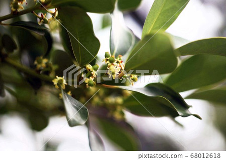 Mochinoki flowers 68012618