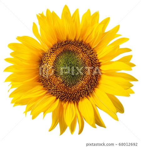 Sunflower (Helianthus annuus inflorescence) Sunflower (Helianthus annuus inflorescence) 68012692