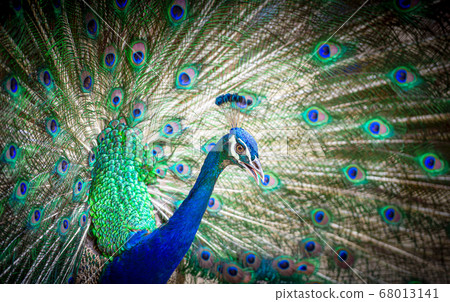 Peacock spread tail feathers Peacock spread tail feathers 68013141