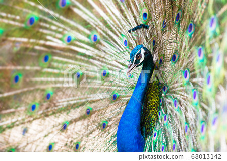 Peacock spread tail feathers Peacock spread tail feathers 68013142