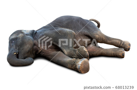 Dead elephant isolated 68013239